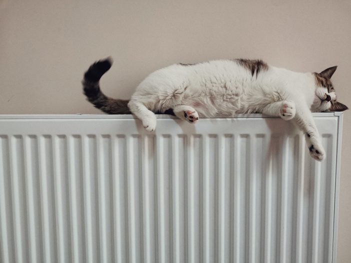 Cat PlumbersUK